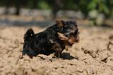 YORKSHIRE TERRIER 444